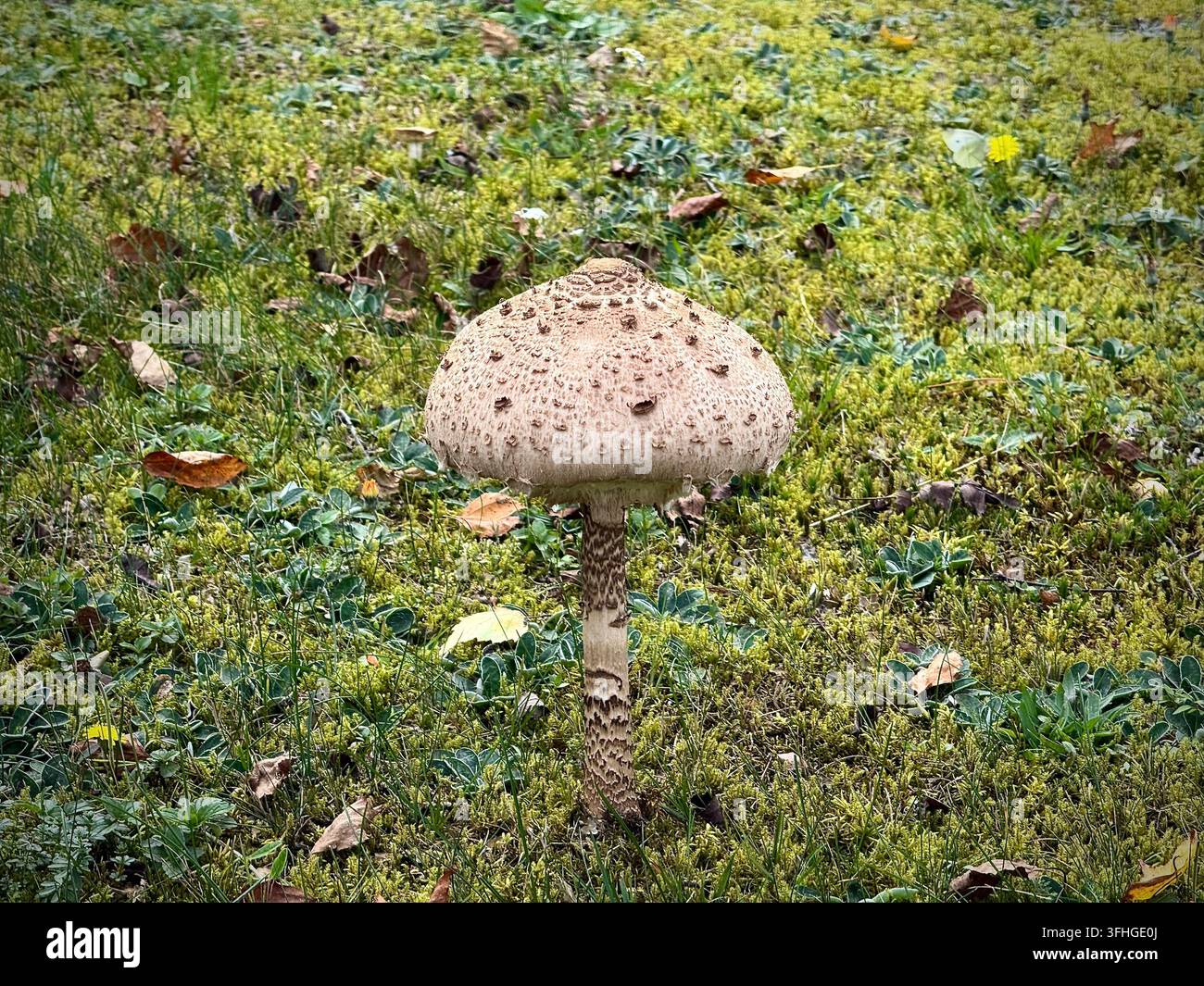 Parasolpilz (Macrolepiota procera) wächst auf einer moosigen grünen Lichtung, bedeckt mit trockenen Herbstblättern. Ideal für Stockfoto-Bedürfnisse im Zusammenhang mit Mykologie - Smartphone-aufgenommenes Stockfoto