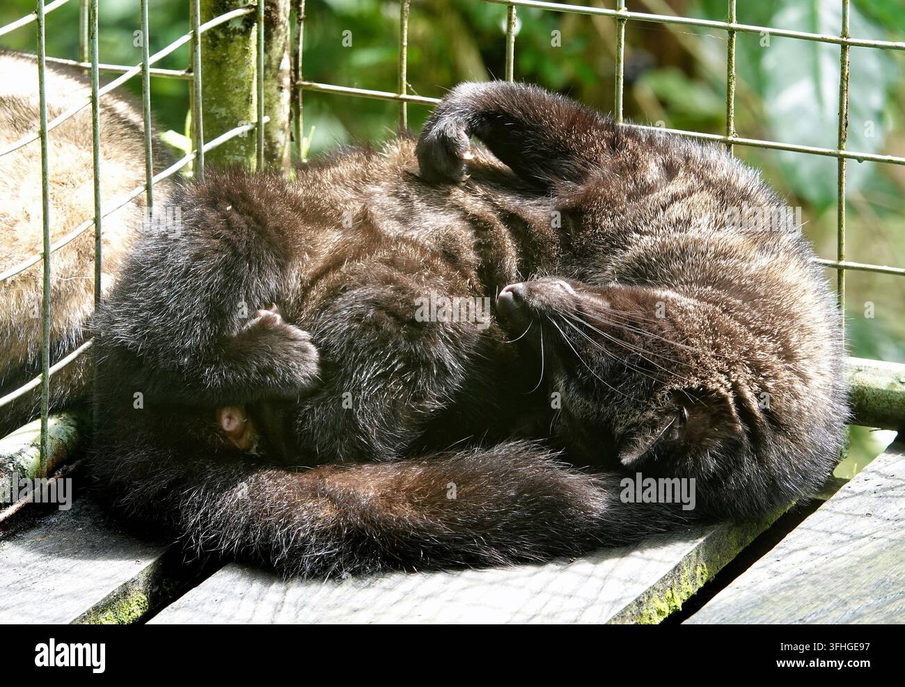 Asiatisches Palmzivett auf der Schlafenszeit im Käfig, Luwak-Kaffeeproduktion, Bali, Indonesien Stockfoto