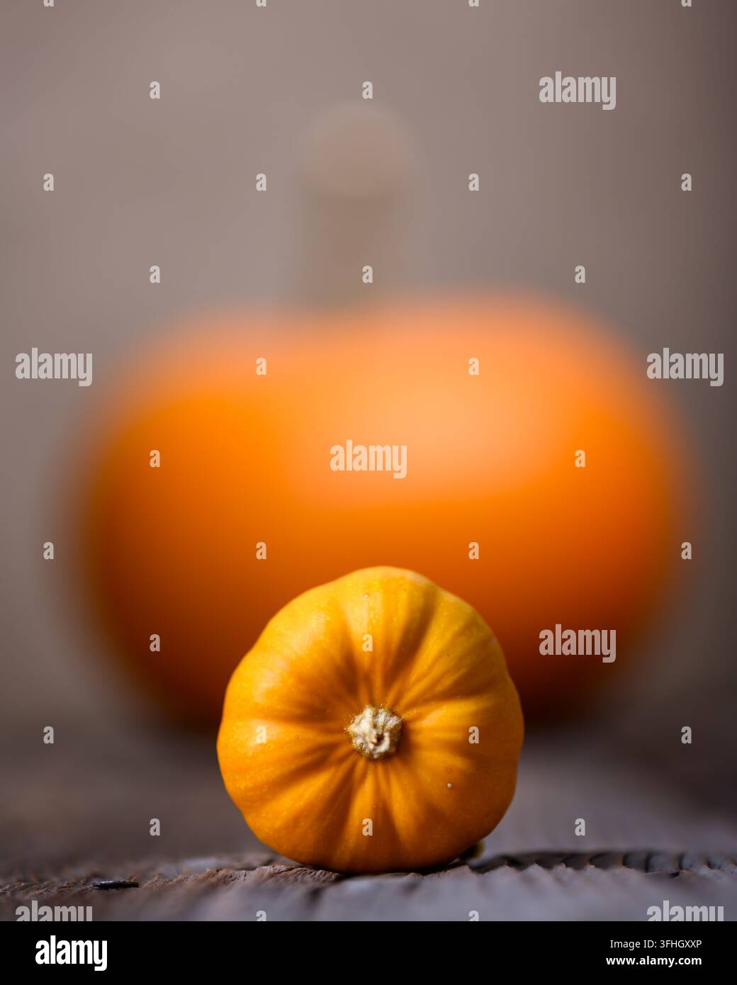 Große und kleine orangene Kürbisse auf einem alten rostigen Holztisch aus nächster Nähe. Thanksgiving- oder Halloween-Konzept. Herbst, Herbst und Kürbis Stockfoto