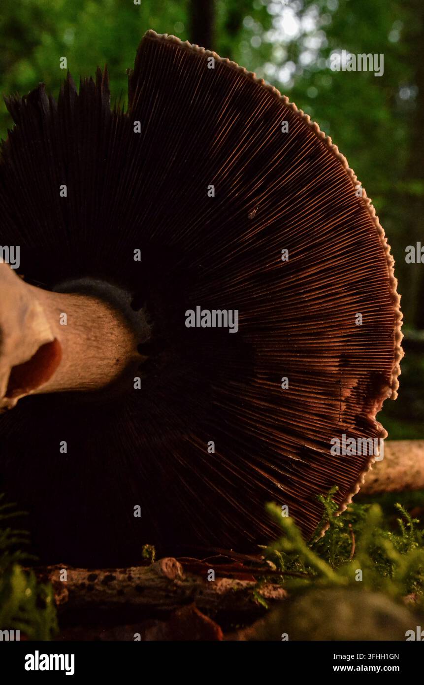 Nahaufnahme der Unterseite eines Wildpilzes, der detaillierte radiale Lamellen in einem irischen Wald zeigt Stockfoto