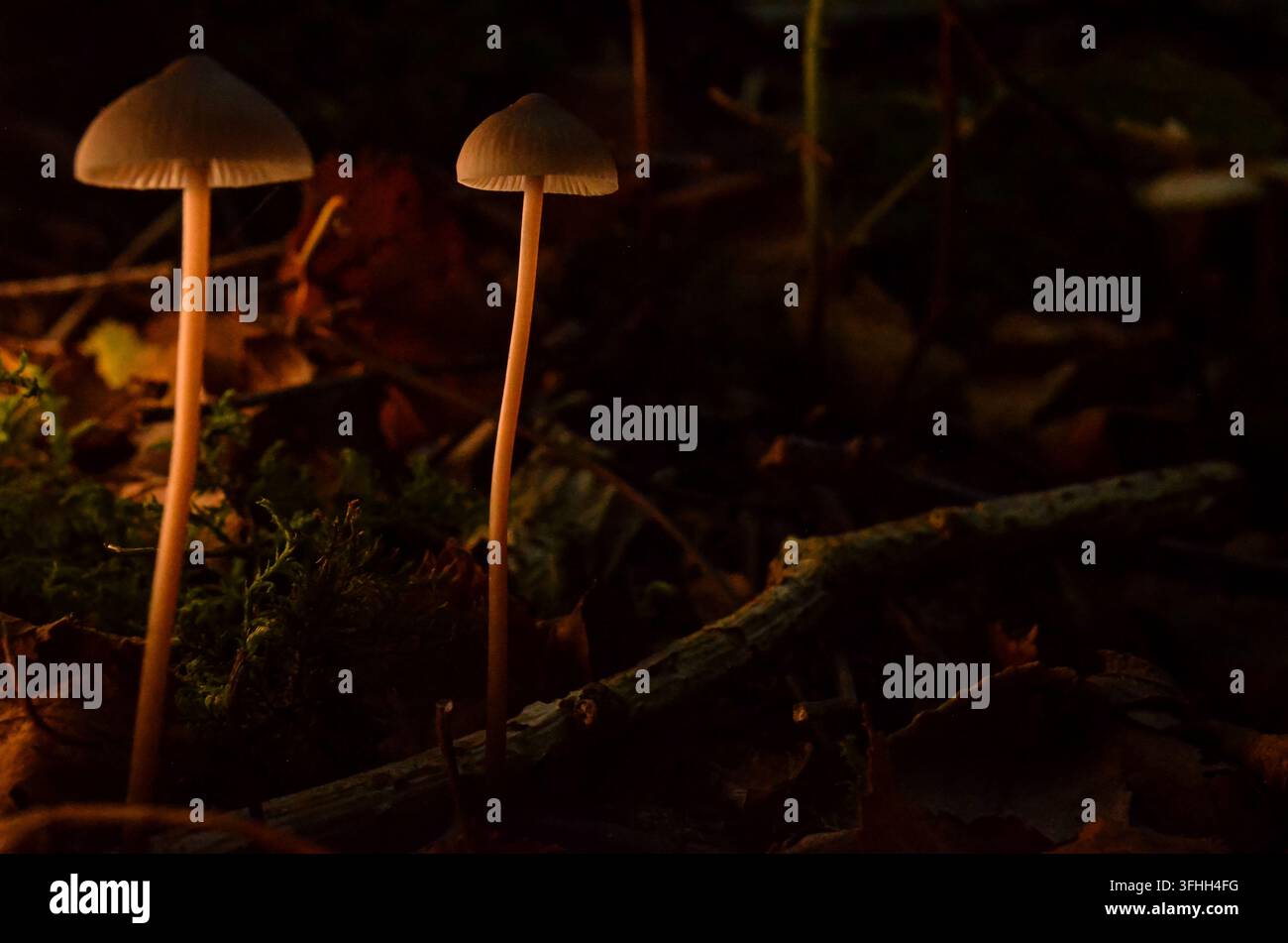 Zwei schlanke Wildpilze, die zusammen auf einem dunklen Waldboden in Irland wachsen Stockfoto