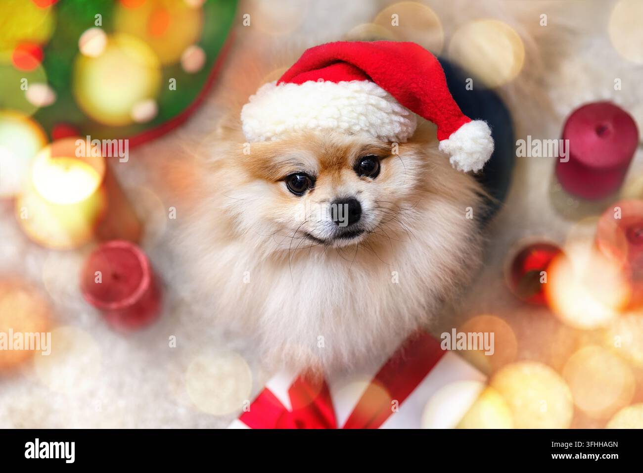 Pomeranian-Hund mit Weihnachtsmütze während der Weihnachtsfeier Stockfoto