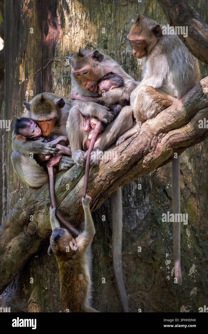 Familienporträt von Makaken mit Mutter und Neugeborenem, die in einem Baum in Angkor, Kambodscha, kämpfen Stockfoto