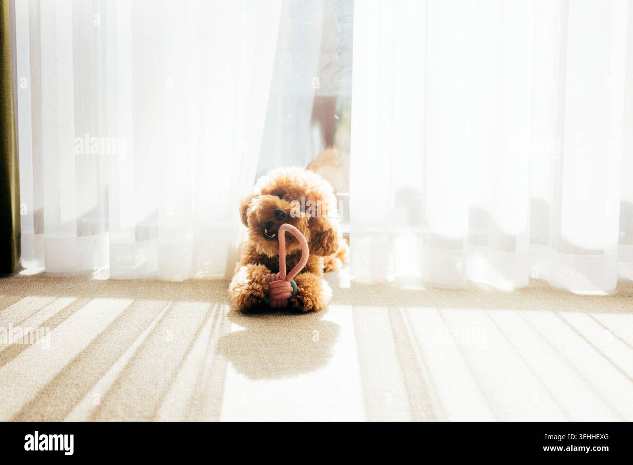 Verspielter Toy Poodle mit Hundespielzeug im Sonnenlicht zu Hause Stockfoto