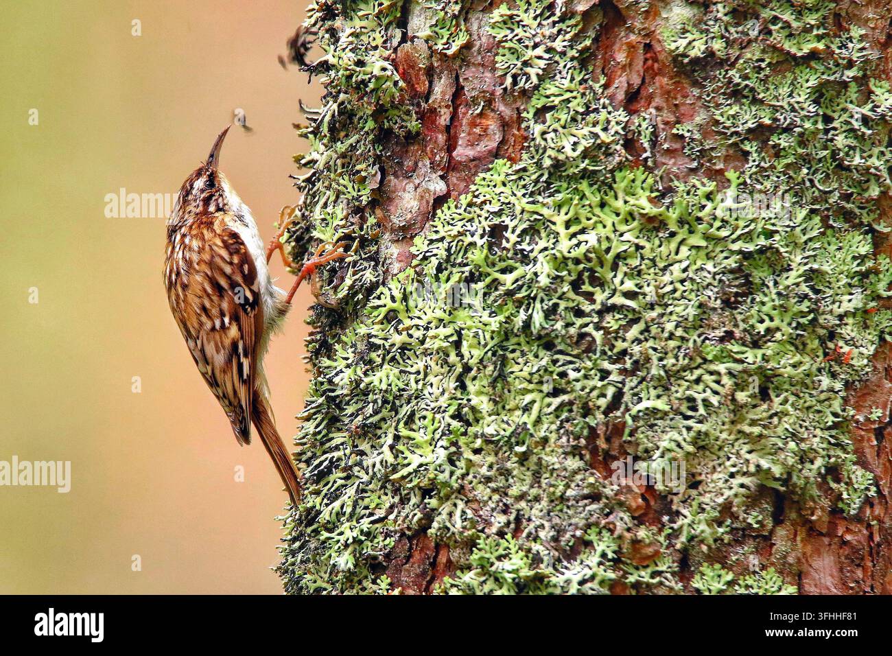 Europäischer Baumläufer (Certhia familiaris) im Cairngorms-Nationalpark, Schottland, UK fotografiert Stockfoto