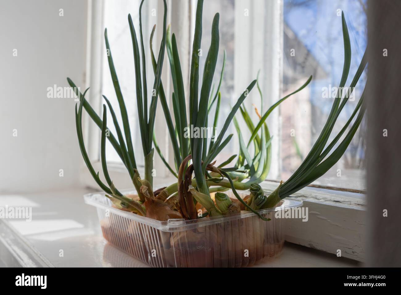Grüne Zwiebeln sprießen in einem recycelten Plastikbehälter, der auf einer hellen Fensterbank platziert ist, und veranschaulichen urbane Gartenkonzepte und Selbstversorgung für s Stockfoto