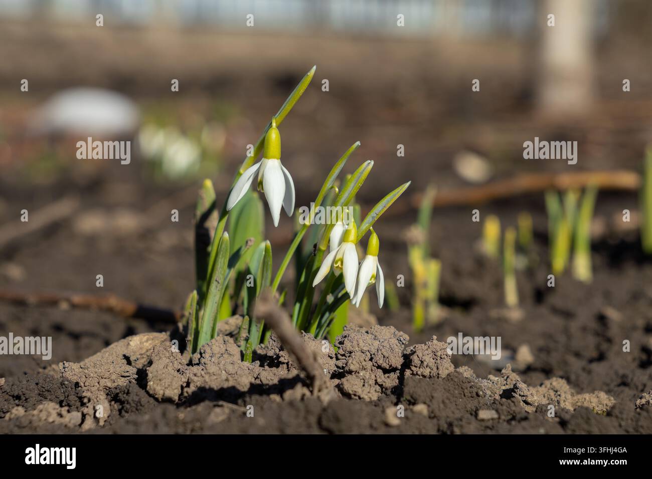 Kleine Schneeglöckchenblüten, die aus reicher brauner Erde auftauchen, fangen die Essenz einer neuen Jahreszeit ein und repräsentieren die Widerstandsfähigkeit durch die ersten Anzeichen des L Stockfoto