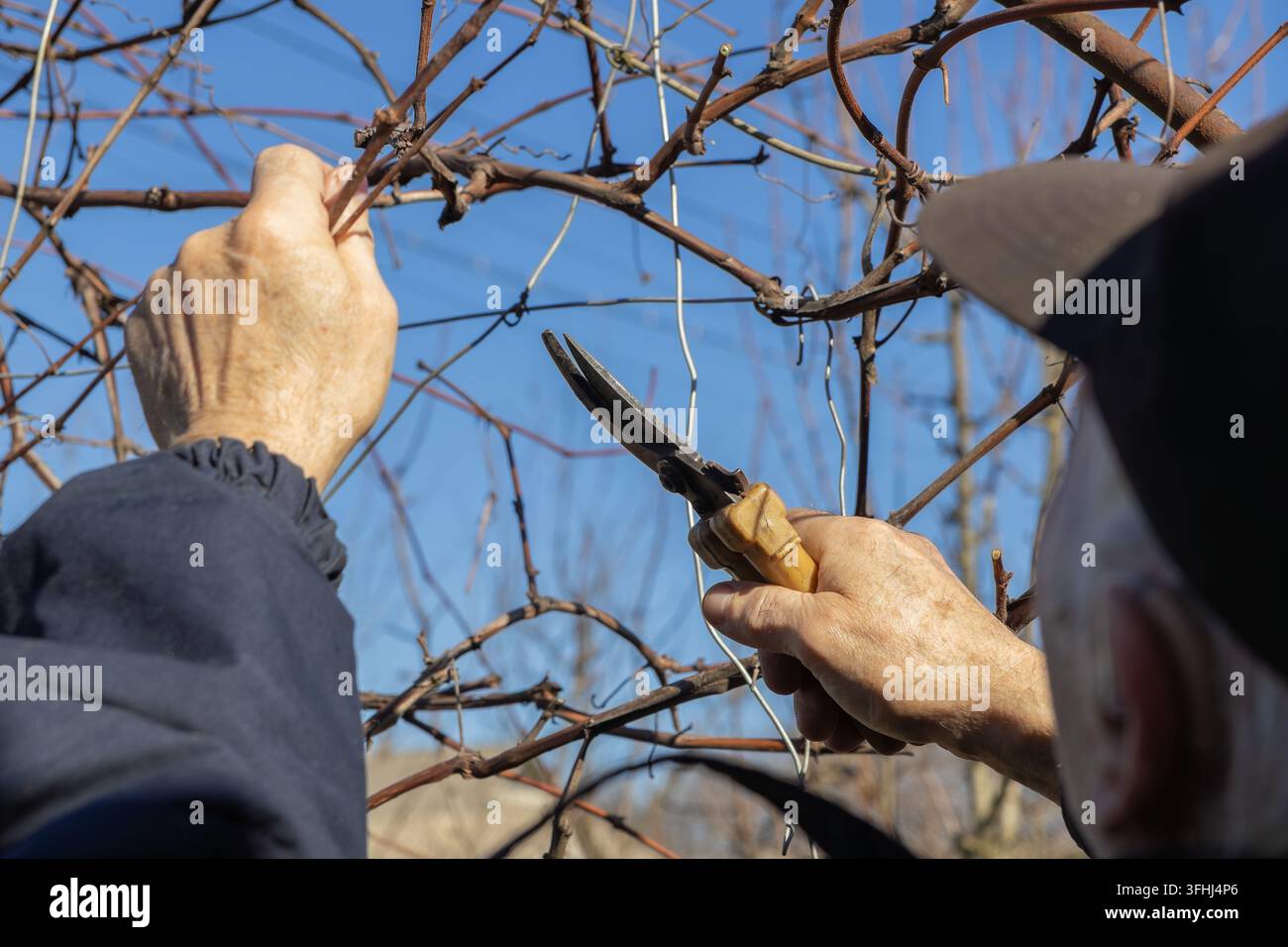 Eine ältere Person führt notwendiges Rebschnitt mit Gartenscheren durch, um gesundes Wachstum zu gewährleisten, und betont damit saisonale Landwirtschaftsarbeit und traditionelle H Stockfoto