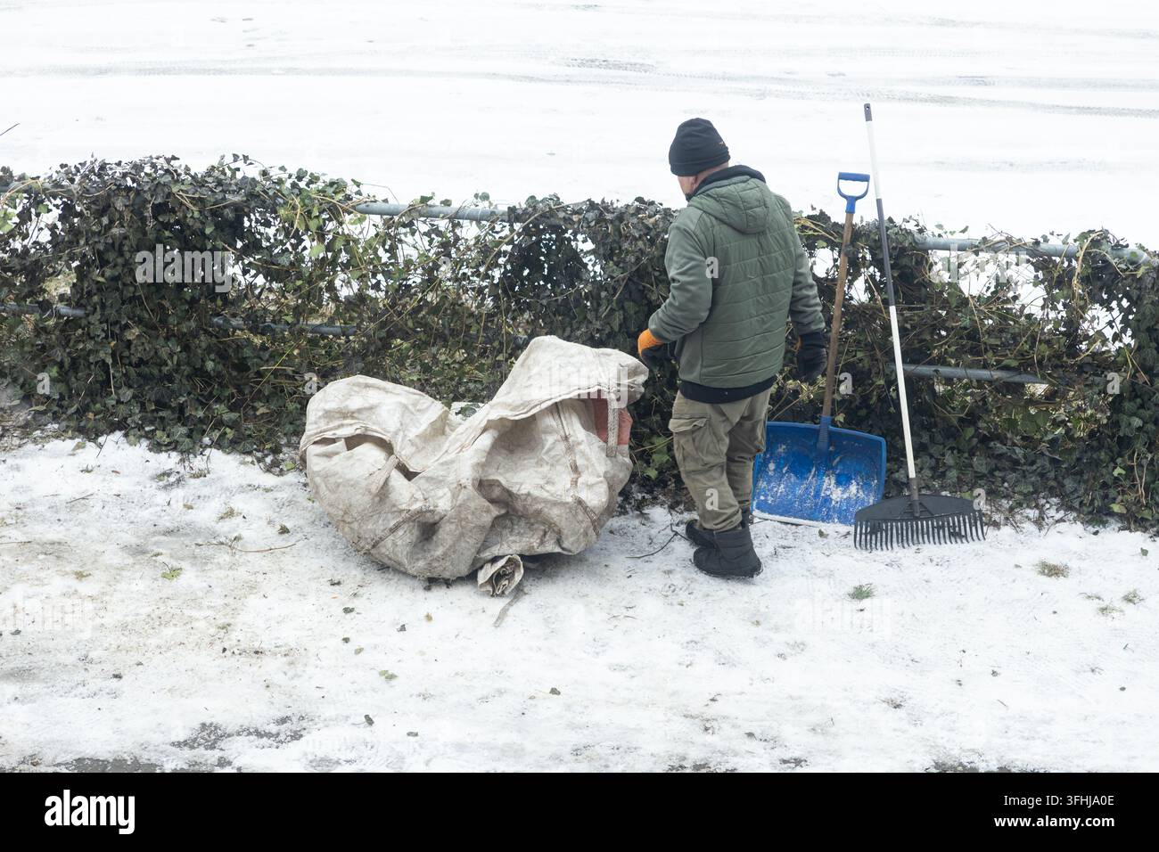 Eine Person sammelt Heckenschnitt in einem schweren Beutel nahe einem schneebedeckten Zaun, was professionelle Grünflächenpflege und saisonale Aufräumarbeiten darstellt Stockfoto
