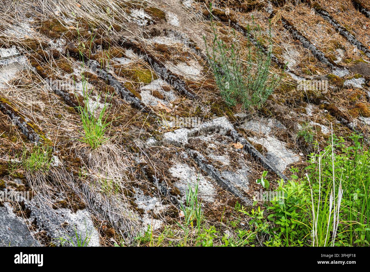 Raue Betonplatten, die entlang eines Außensogs verlegt sind, zeigen eine starke Moosbedeckung, trockene Kiefernnadeln und verstreute grüne Unkräuter. Nahaufnahme, die die Textur zeigt Stockfoto