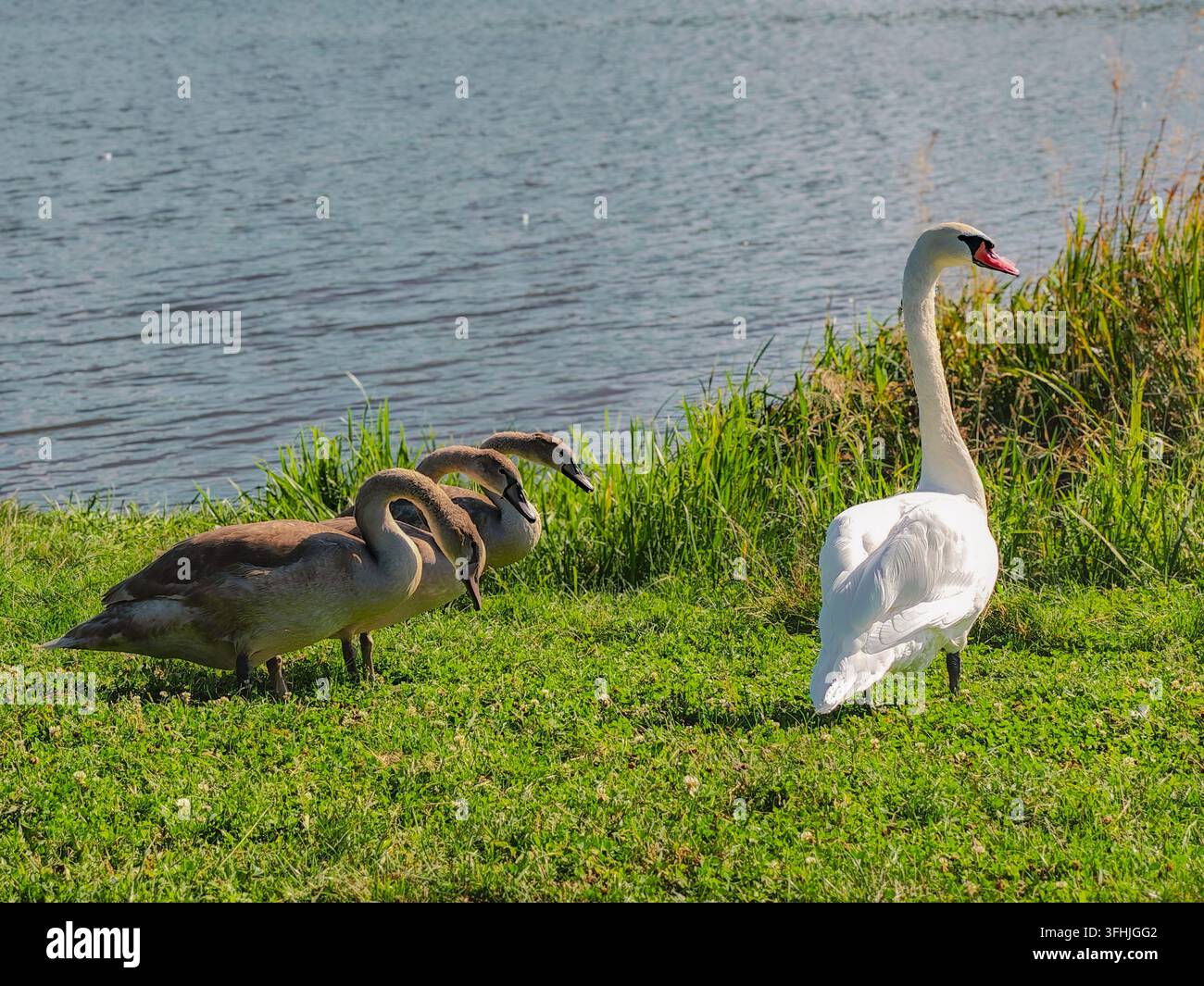 Stummenschwan (Cygnus olor) mit jungen Schwänen am grasbewachsenen Ufer des La-Iuzic-Sees in Horodniceni, Bukowina, Rumänien. Stockfoto