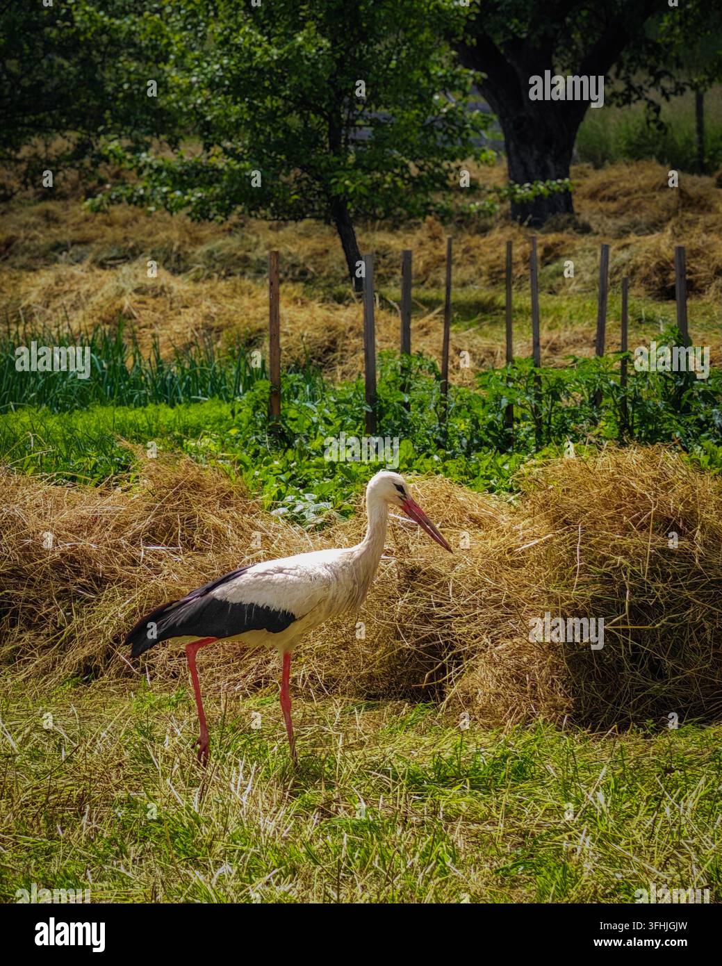 Weißer Storch (Ciconia ciconia) steht in einer traditionellen Landschaft nahe Campulung Moldovenesc, Bukowina, Rumänien. Stockfoto