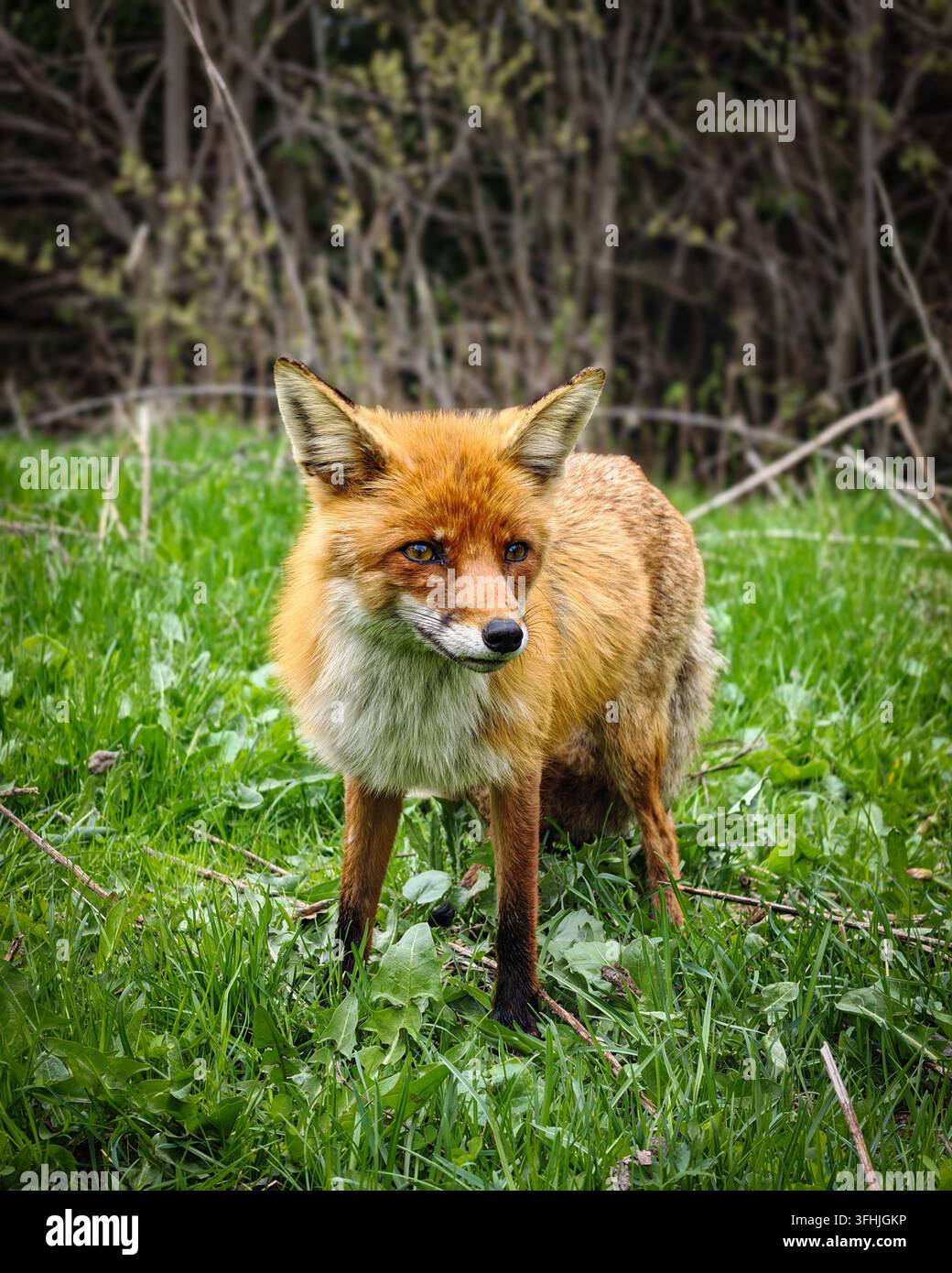 Wildes Rotfuchs (Vulpes vulpes) steht in grünem Gras in den Rarau-Bergen nahe Campulung Moldovenesc, Bucovina, Rumänien. Stockfoto