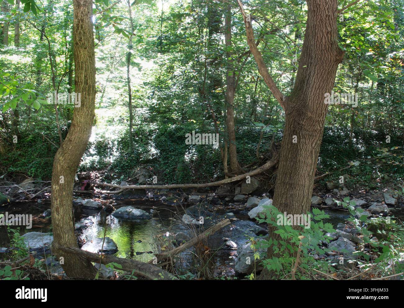 Ein schattiger Waldbach, der Szenen entlang lokaler Naturpfade in Maryland ähnelt Stockfoto