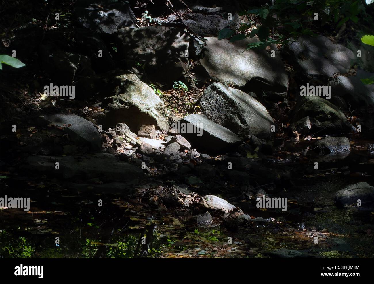 Ein schattiges felsiges Bachbett oder Ufer mit verstreuten Steinen und teilweiser Sonneneinstrahlung, die durch das Laub fällt. Stockfoto
