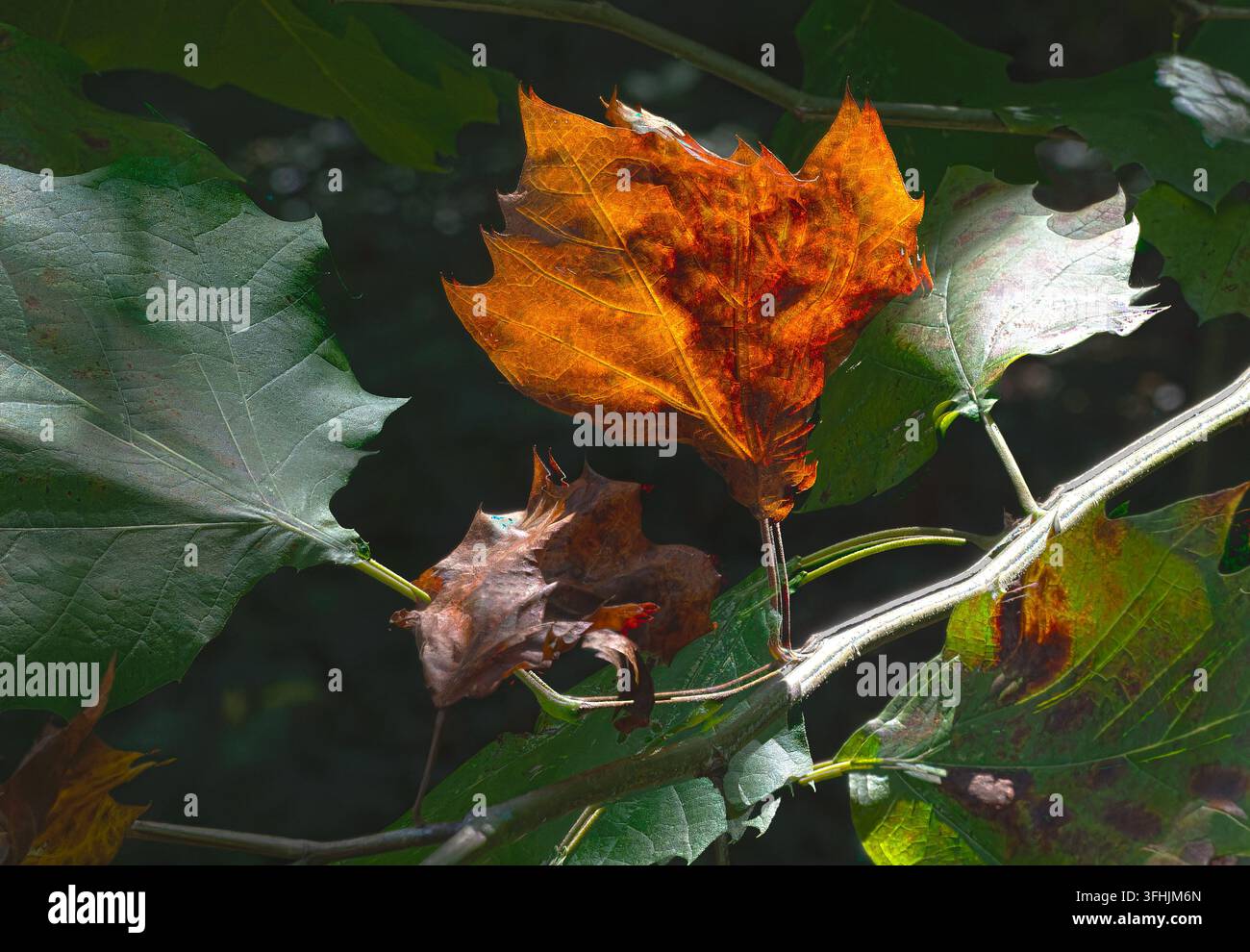 Ein brillantes, sonnenbeschienenes orangefarbenes Herbstblatt von einem Baum, der einer Platane oder einer Ahornart ähnelt. Stockfoto