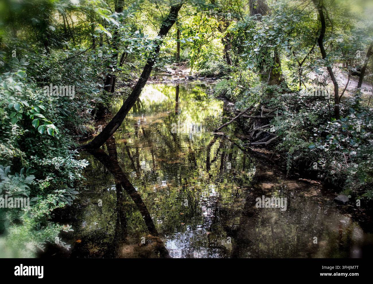 Ein ruhiger, flacher Bach windet sich durch einen üppigen, grünen Laubwald, während Sonnenlicht durch die Bäume dringt Stockfoto