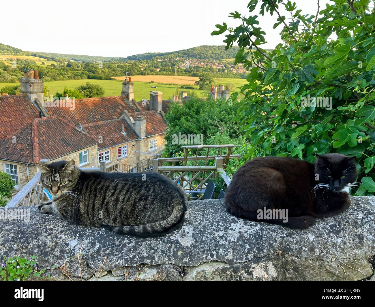 Zwei Katzen sitzen auf einer Mauer im englischen Dorf Batheaston, Somerset, UK Stockfoto