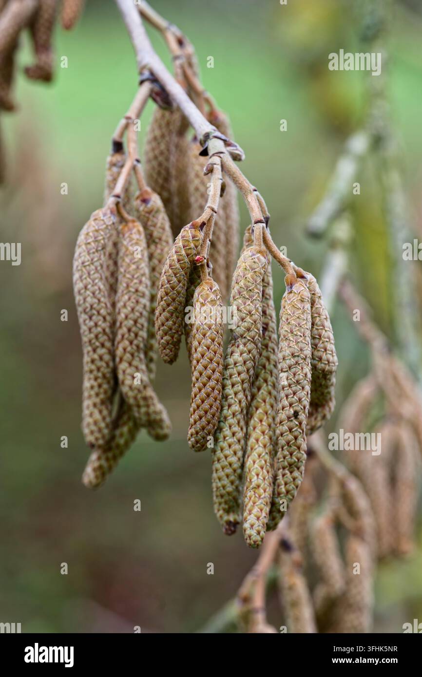 Türkische Hasel, corylus colurna. Winterkätzchen Stockfoto
