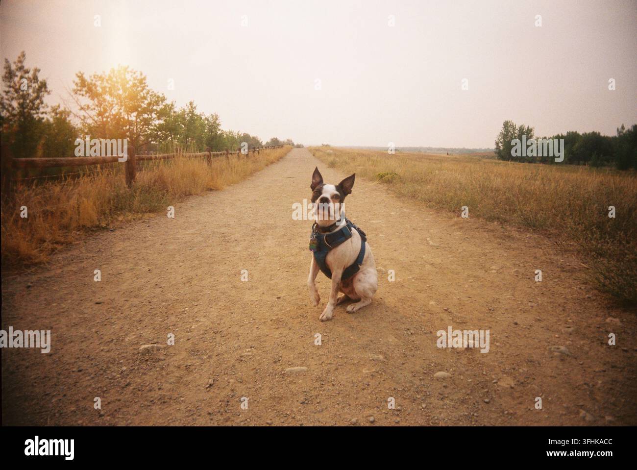 Ein Boston Terrier mit blauem Geschirr sitzt aufmerksam auf einem breiten Erdweg, der sich bis zum Horizont erstreckt, flankiert von goldenem trockenem Gras und einem Holzzaun Stockfoto