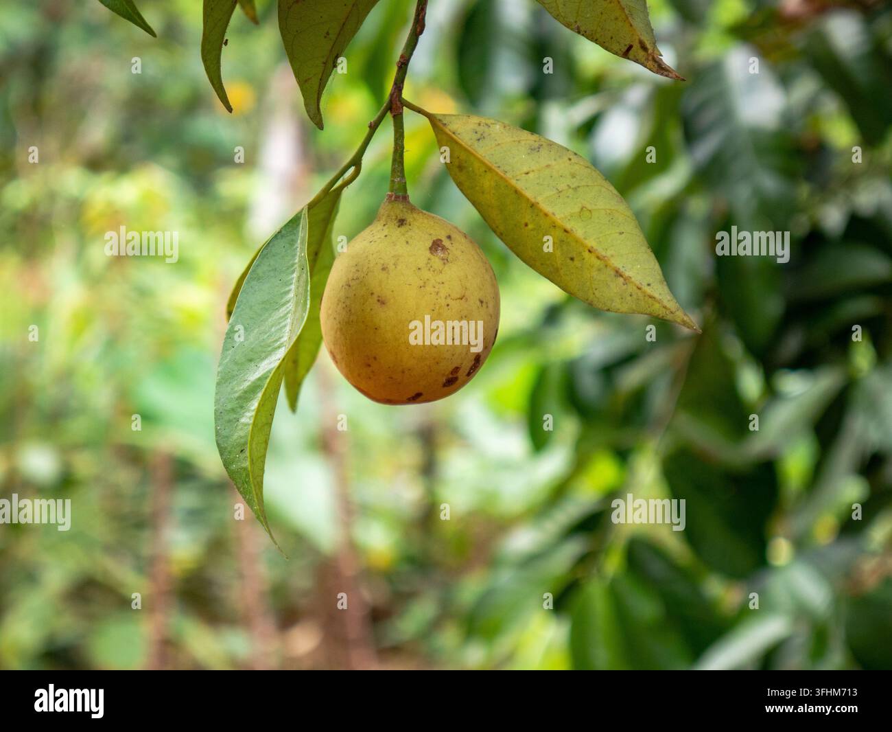Eine detaillierte Aufnahme einer einzelnen rohen gelben Muskatblüte, die von einem tropischen Ast wächst, umgeben von üppigem grünem Laub mit Platz für Textlayout. Stockfoto