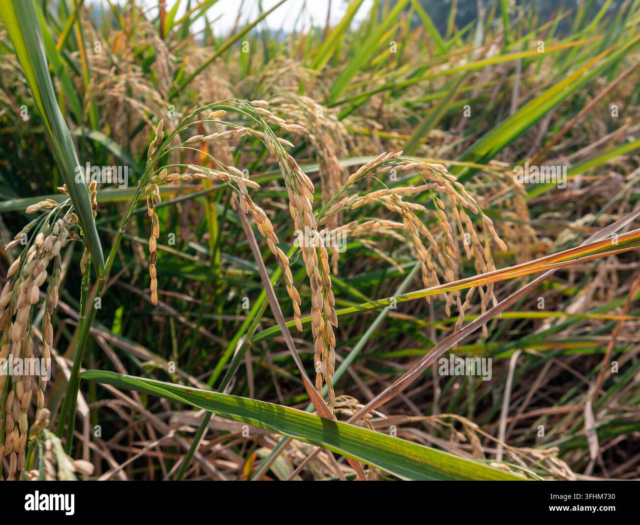 Detaillierte horizontale Aufnahme von organischen gelben Reiskörnern, schwer und nach unten gebogen, bereit für die Erntezeit in der Landwirtschaft. Stockfoto