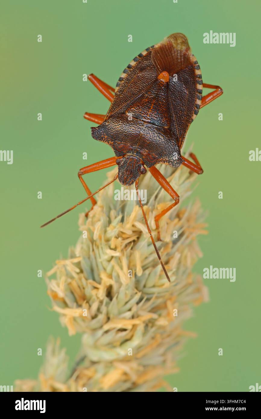 Rotbeiniger Baumwanze (Pentatoma rufipes) Stockfoto