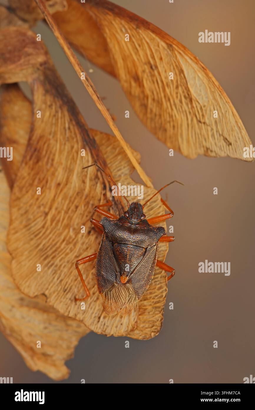Rotbeiniger Baumwanze (Pentatoma rufipes) Stockfoto