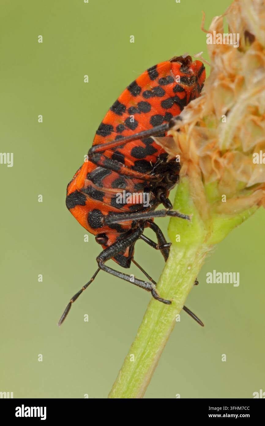 Gestreifte bug (Graphosoma lineatum) Stockfoto