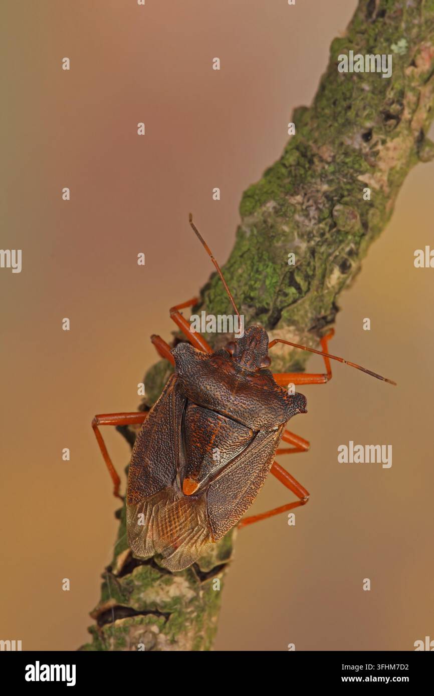 Rotbeiniger Baumwanze (Pentatoma rufipes) Stockfoto
