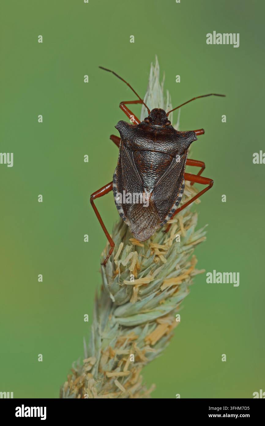 Rotbeiniger Baumwanze (Pentatoma rufipes) Stockfoto