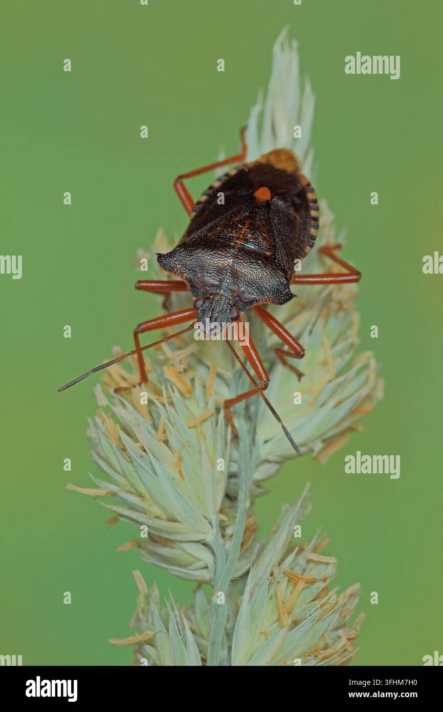 Rotbeiniger Baumwanze (Pentatoma rufipes) Stockfoto