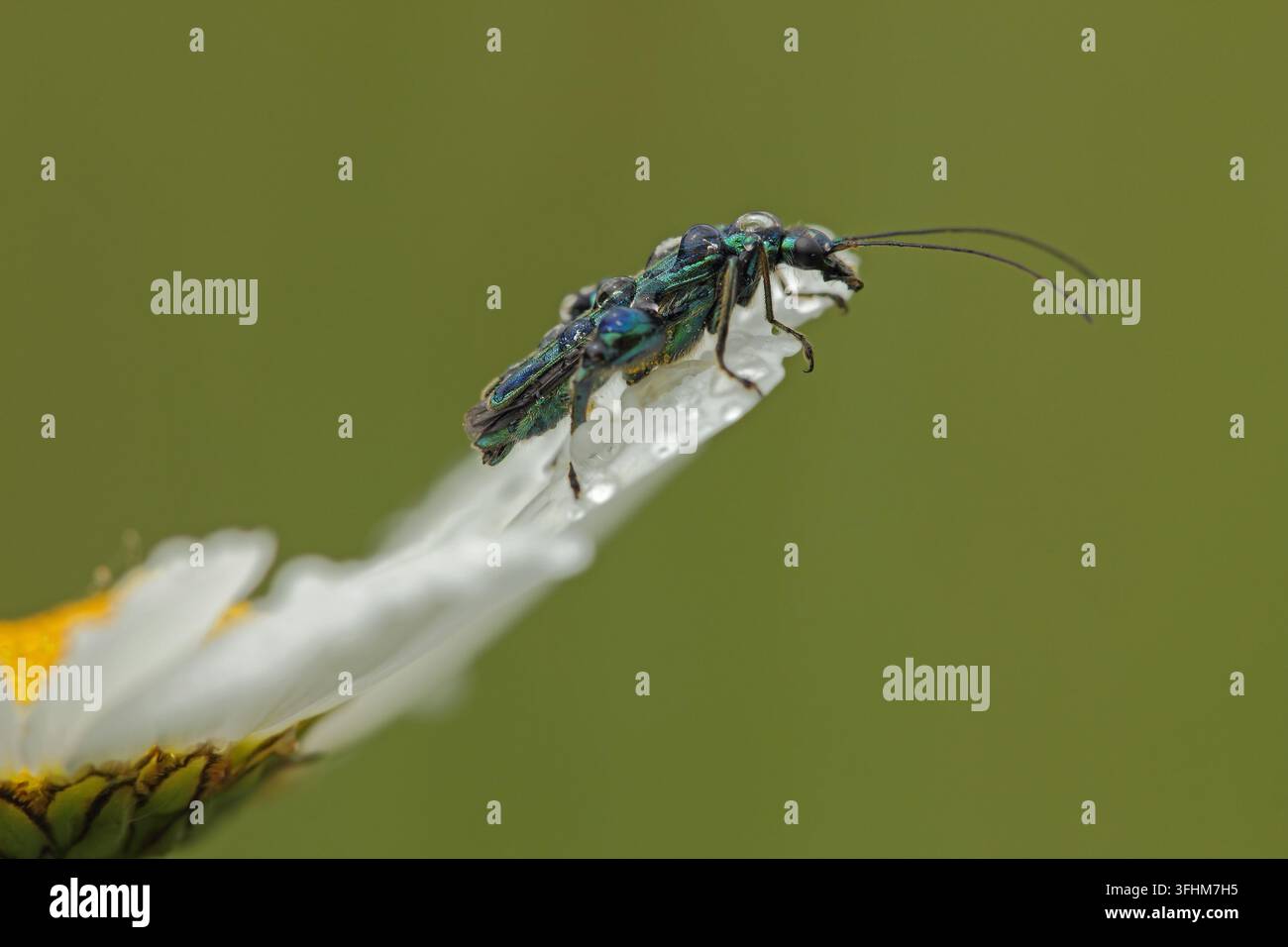 Grüner Falscher Langhornkäfer (Oedemera nobilis) Stockfoto