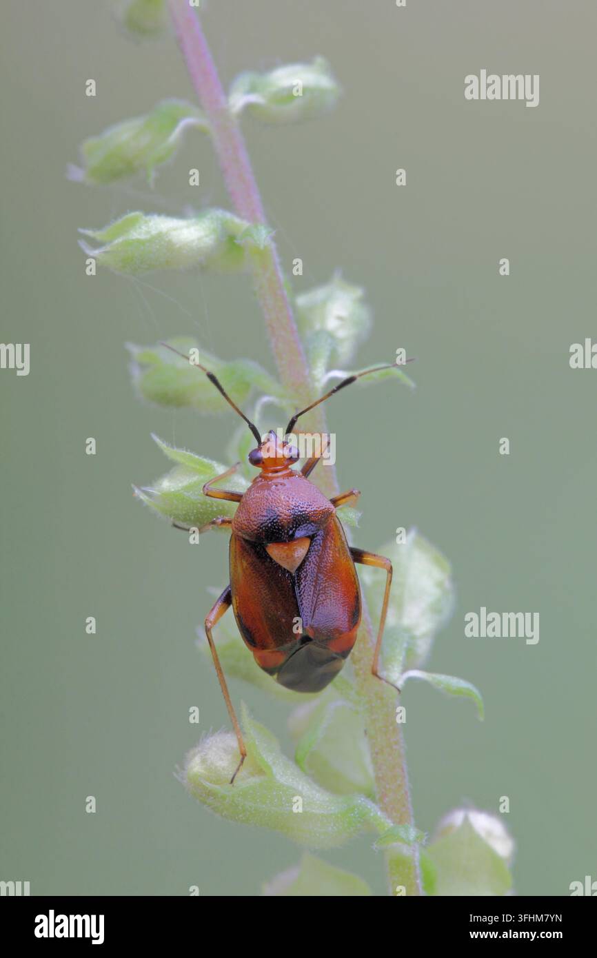 Red soft Bug (deraeocoris ruber) Stockfoto
