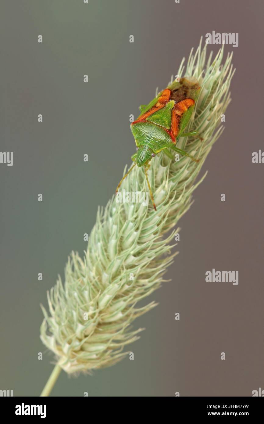 Buntrock (Cyphostethus tristriatus) Stockfoto