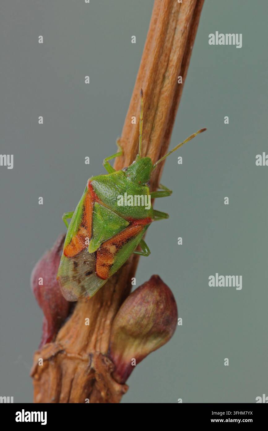 Buntrock (Cyphostethus tristriatus) Wacholder-Schildkäfer Stockfoto