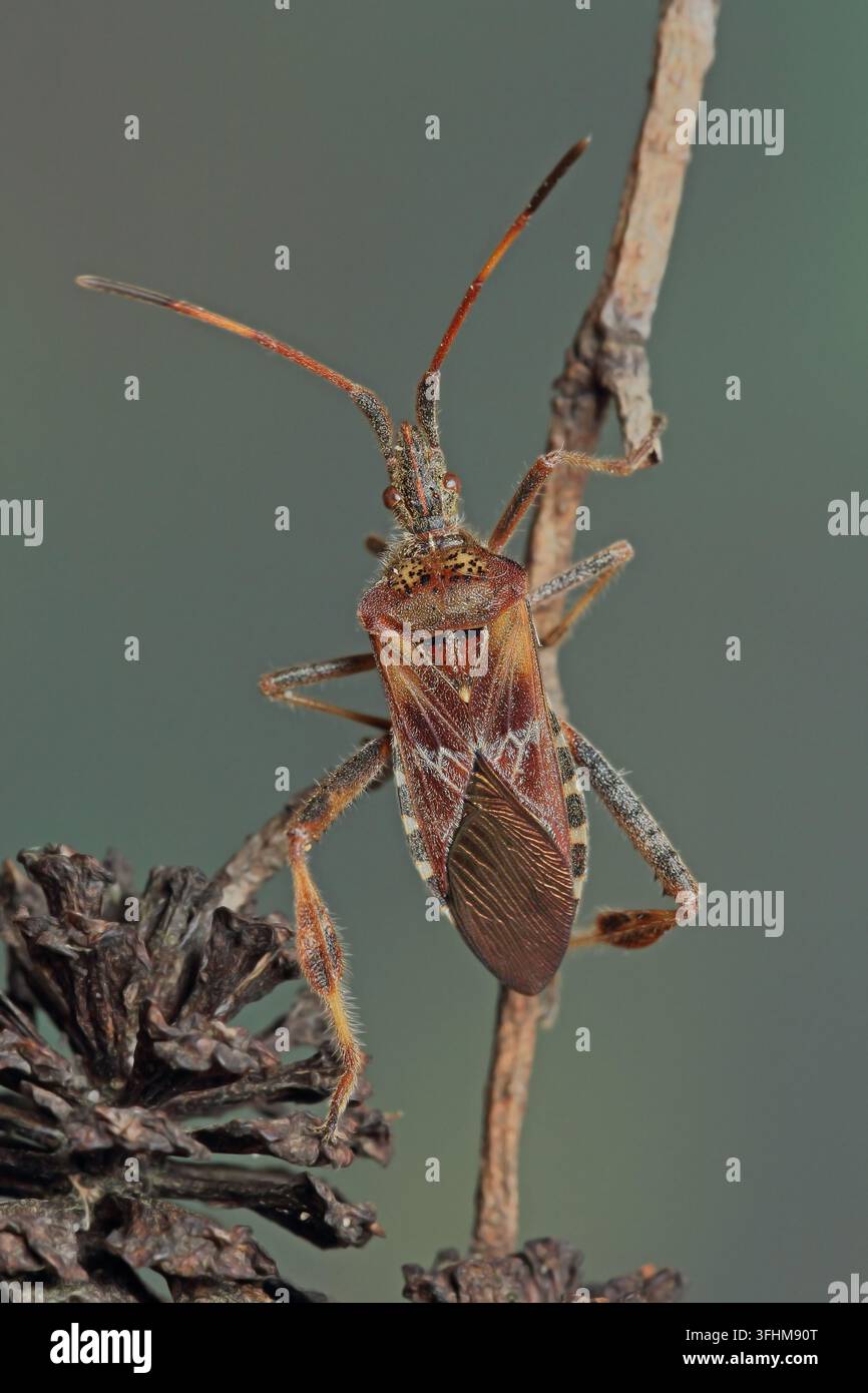 Western Nadelbaum same Bug (Leptoglossus occidentalis) Stockfoto