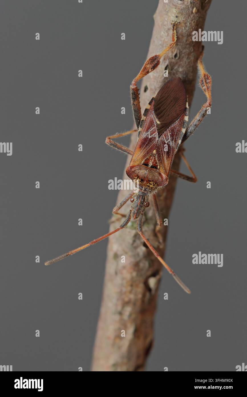 Western Nadelbaum same Bug (Leptoglossus occidentalis) Stockfoto