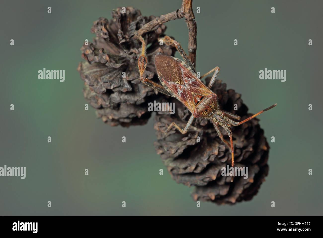 Western Nadelbaum same Bug (Leptoglossus occidentalis) Stockfoto