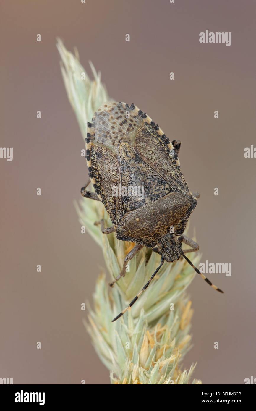 Stink Bug (Rhaphigaster Nebulosa) Stockfoto