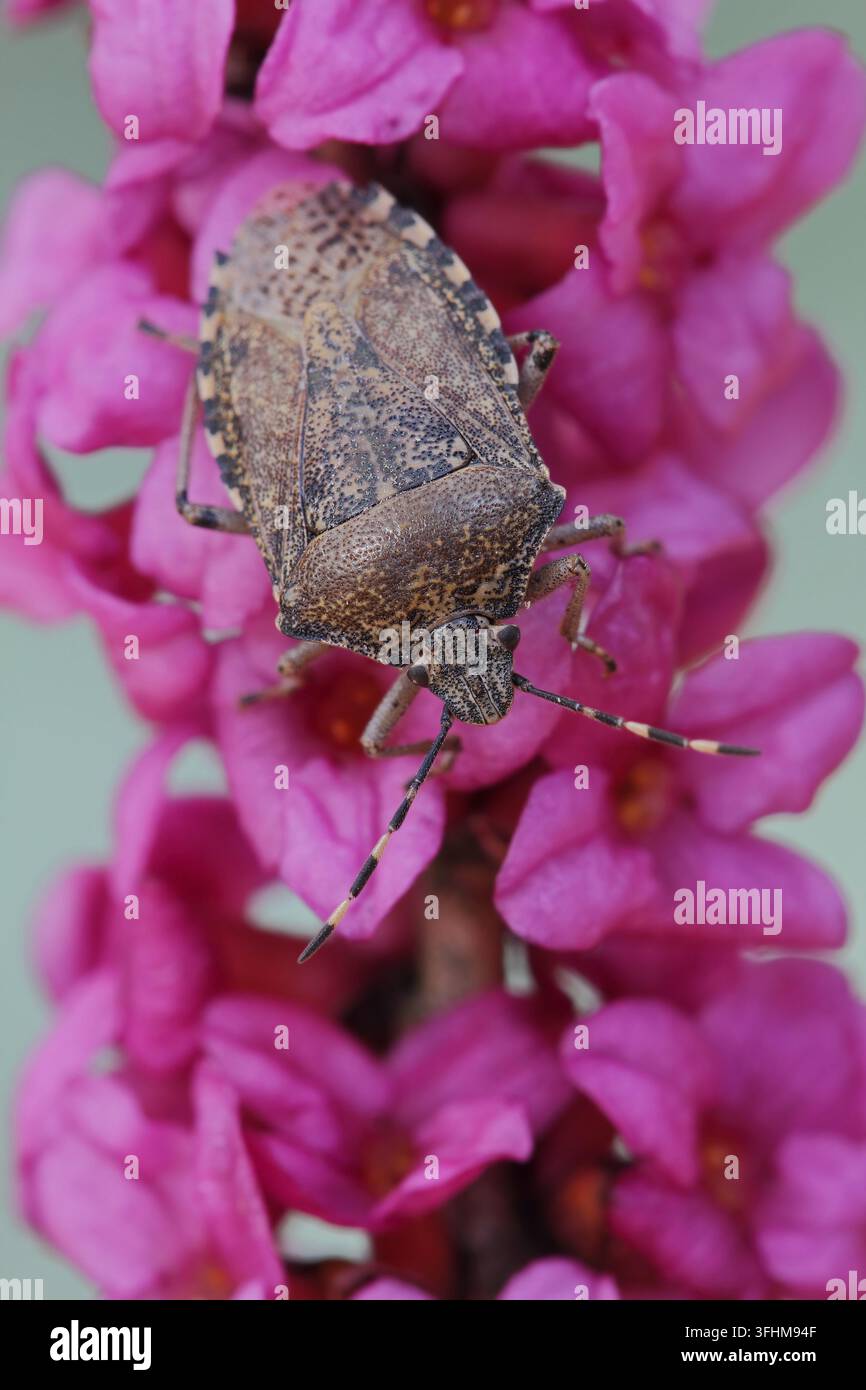 Stink Bug (Rhaphigaster Nebulosa) Stockfoto