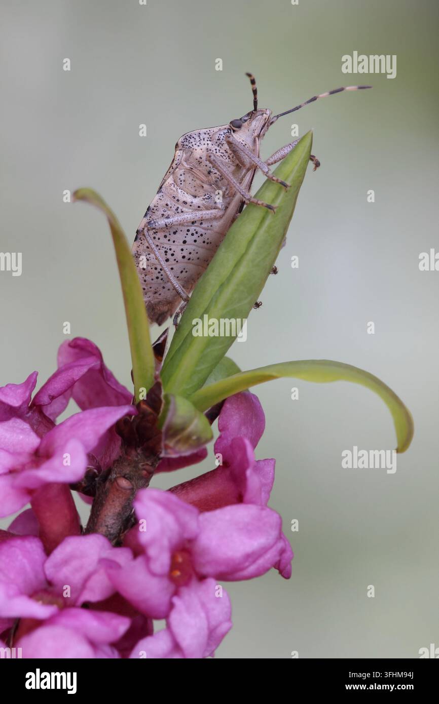 Stink Bug (Rhaphigaster Nebulosa) Stockfoto