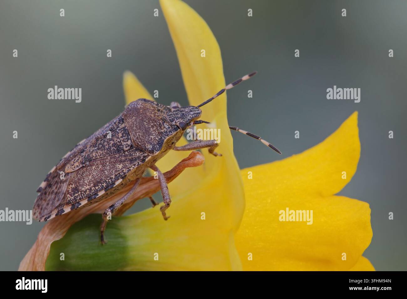 Stink Bug (Rhaphigaster Nebulosa) Stockfoto