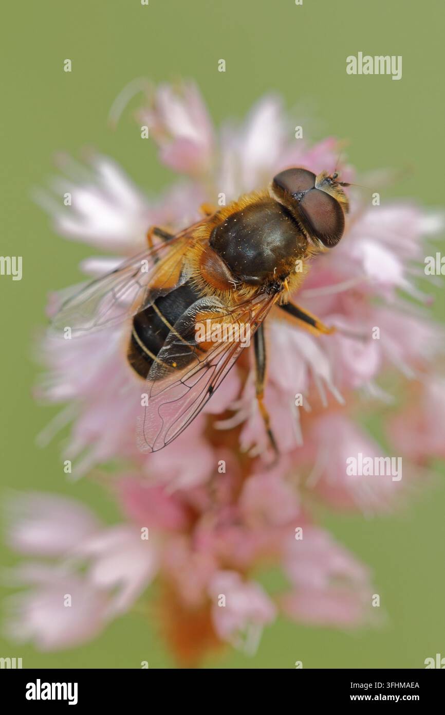 Dungbiene (Eristalis tenax) Stockfoto