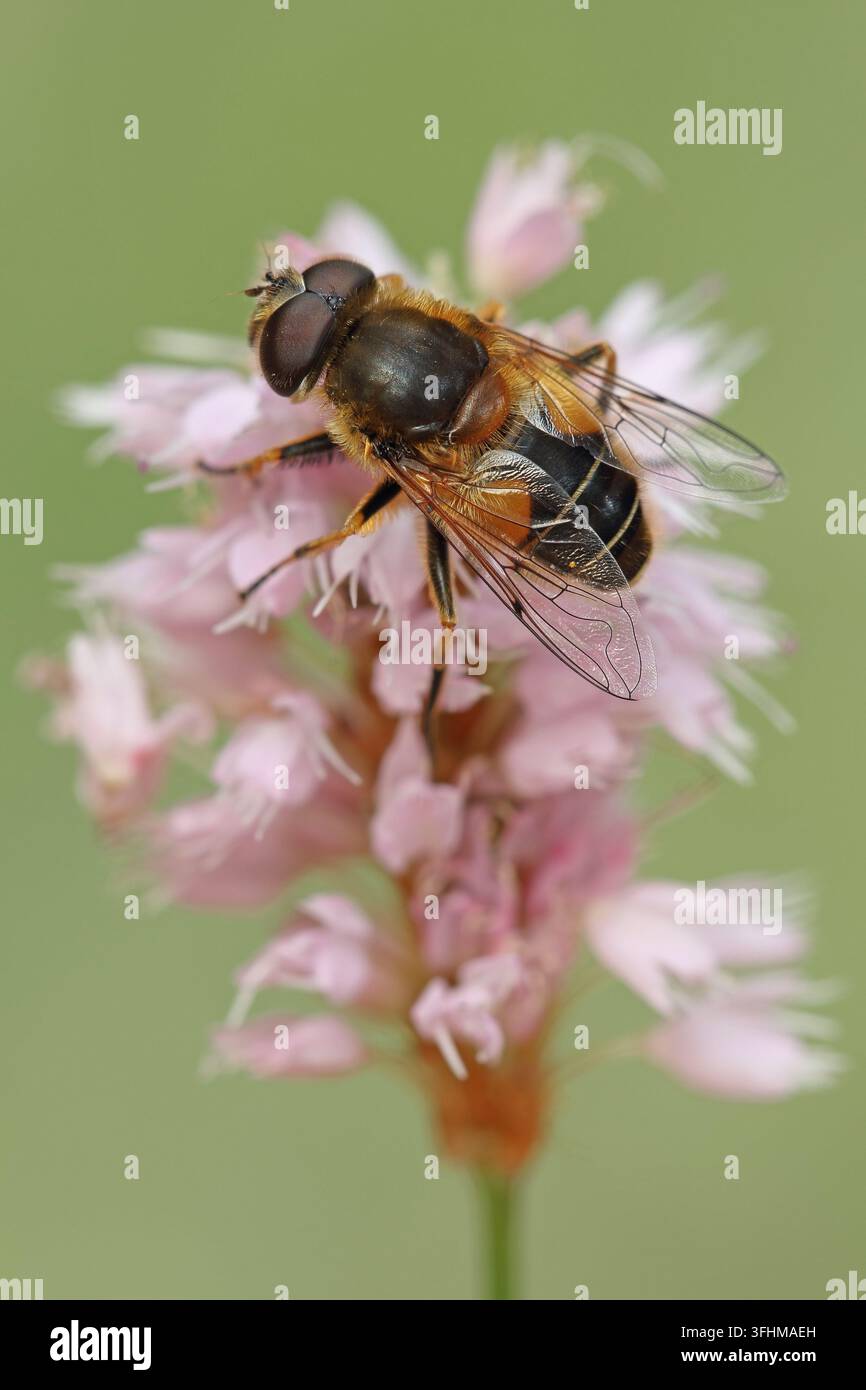 Drohnenfliege (Eristalis tenax) Stockfoto