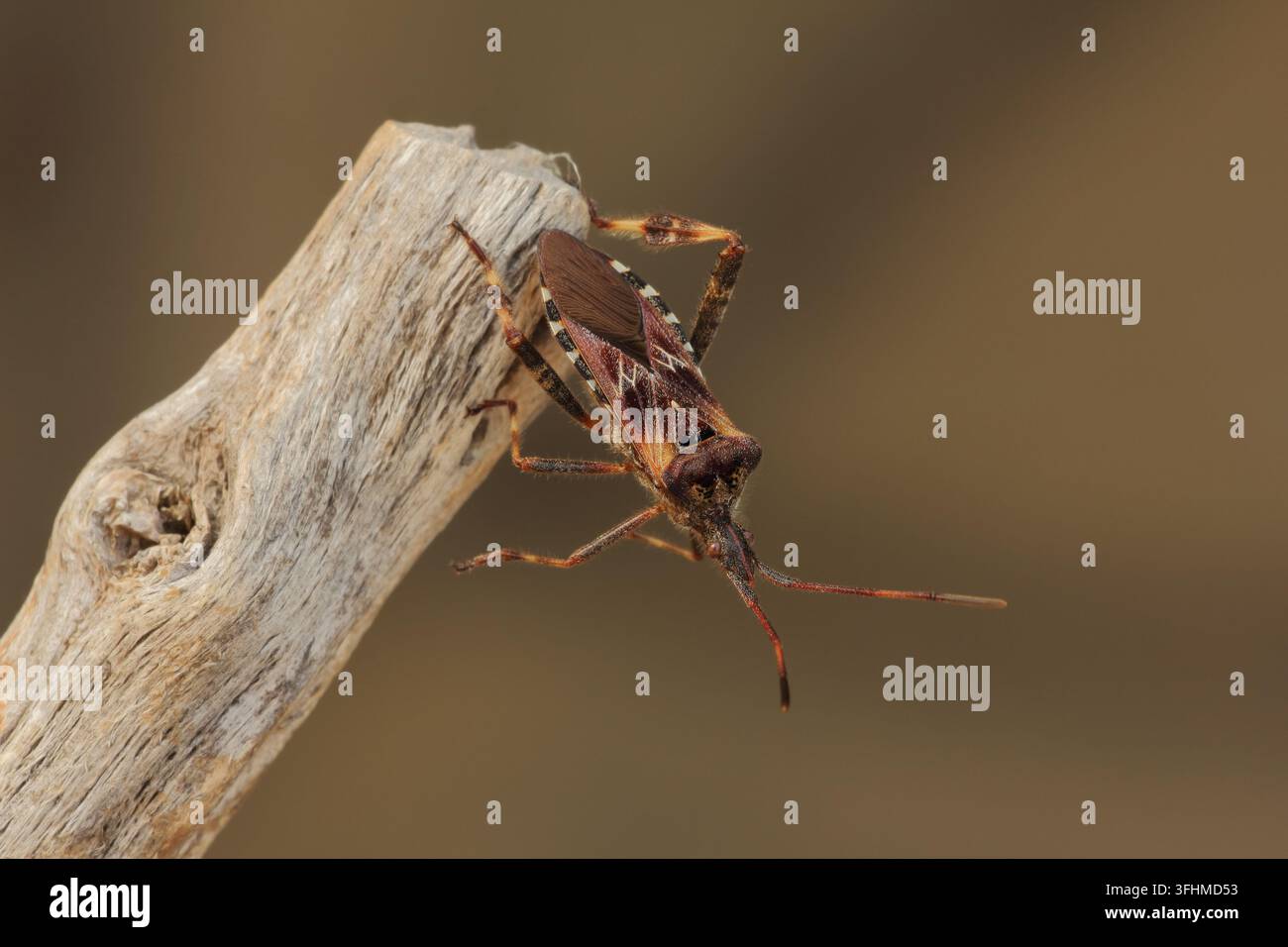 Western Nadelbaum same Bug (Leptoglossus occidentalis) Stockfoto