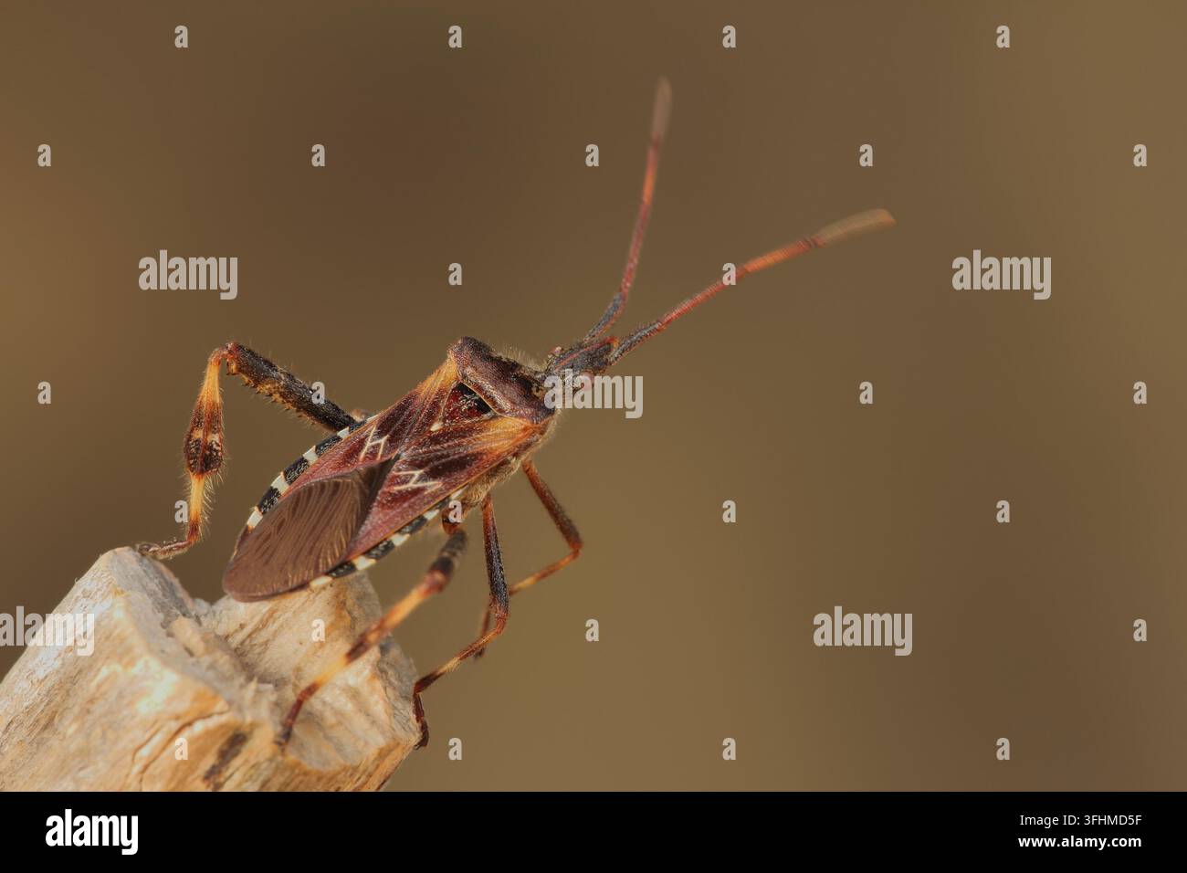 Western Nadelbaum same Bug (Leptoglossus occidentalis) Stockfoto