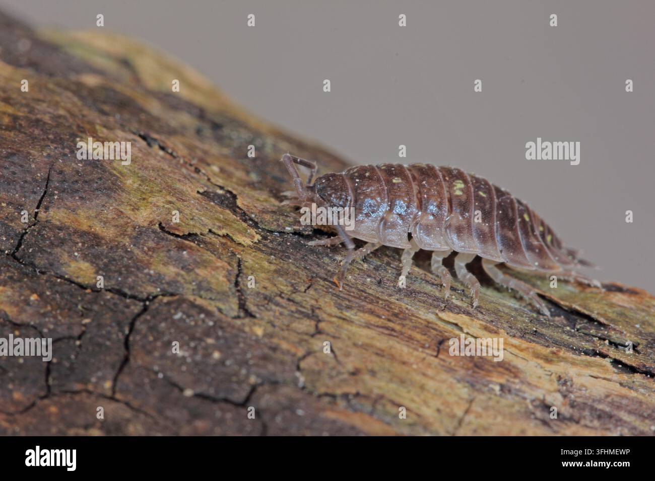 Rollassler (Porcellio scaber) Stockfoto