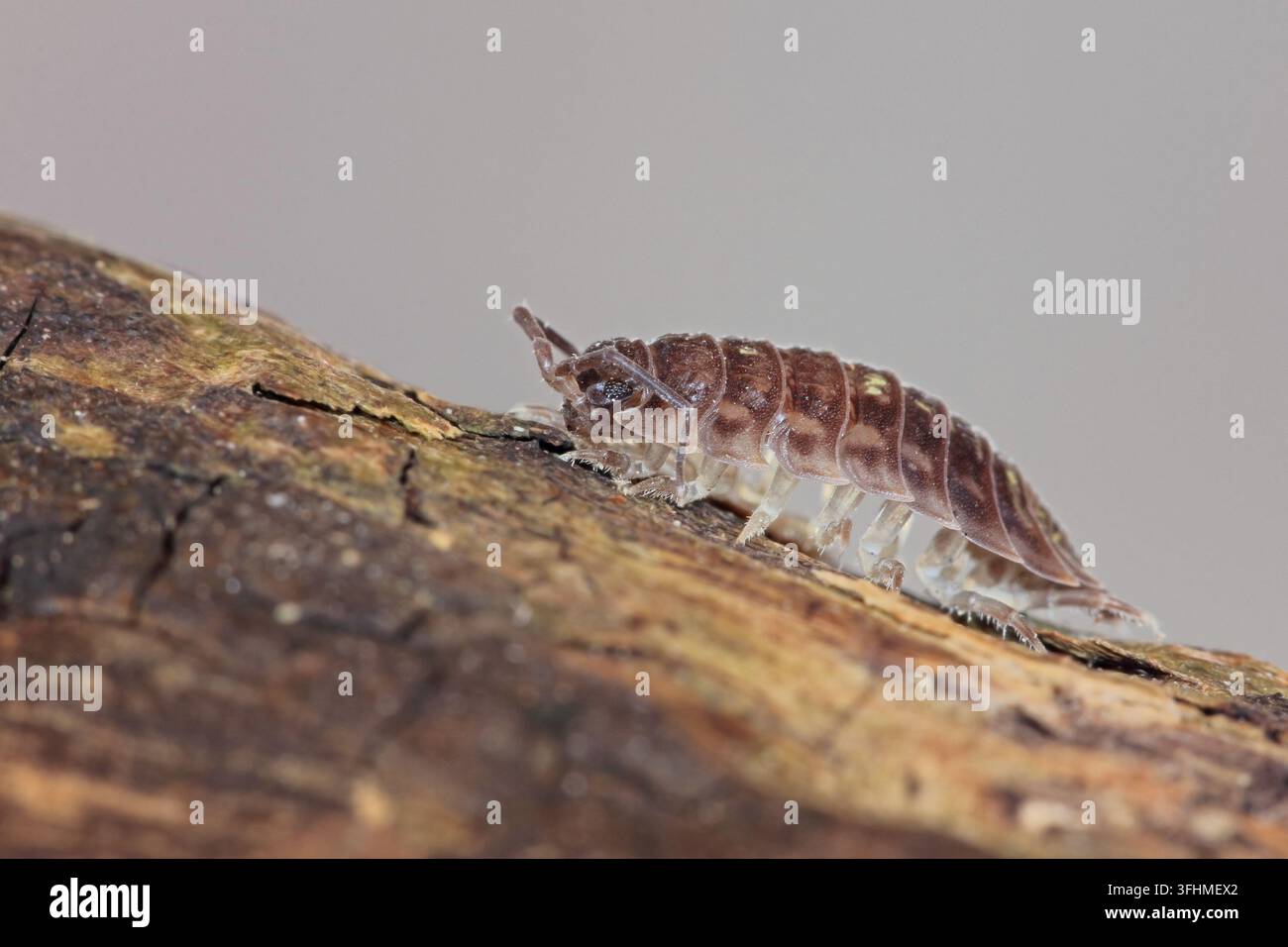 Rollassler (Porcellio scaber) Stockfoto