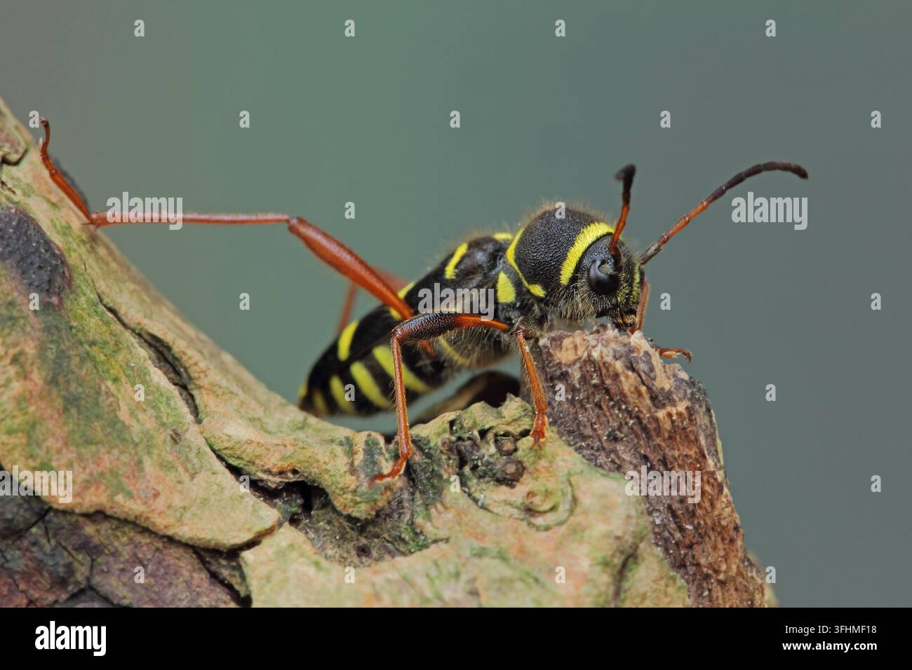Wasp-Käfer (Clytus Arietis) Stockfoto